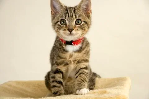 Kitten Stock Photos