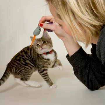 Kitten 스톡 사진