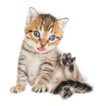 Kitten Stock Photos