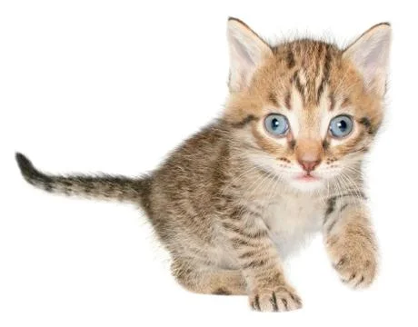 Kitten Stock Photos