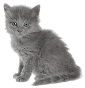 Kitten Stock Photos