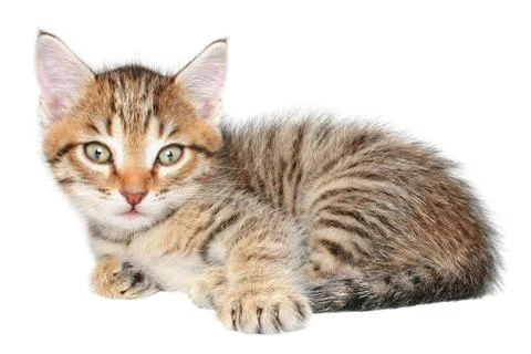 Kitten Stock Photos