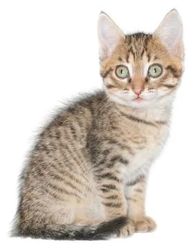 Kitten Stock Photos