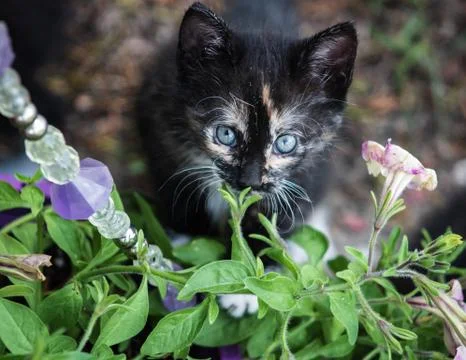 Kitten Stock Photos