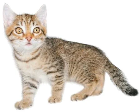 Kitten Stock Photos