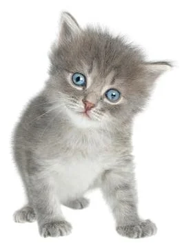 Kitten Stock Photos