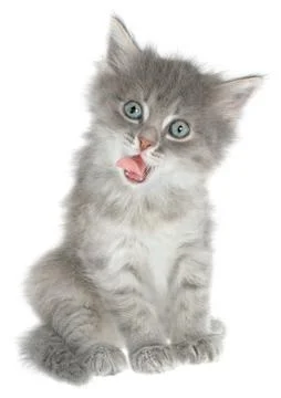 Kitten Stock Photos