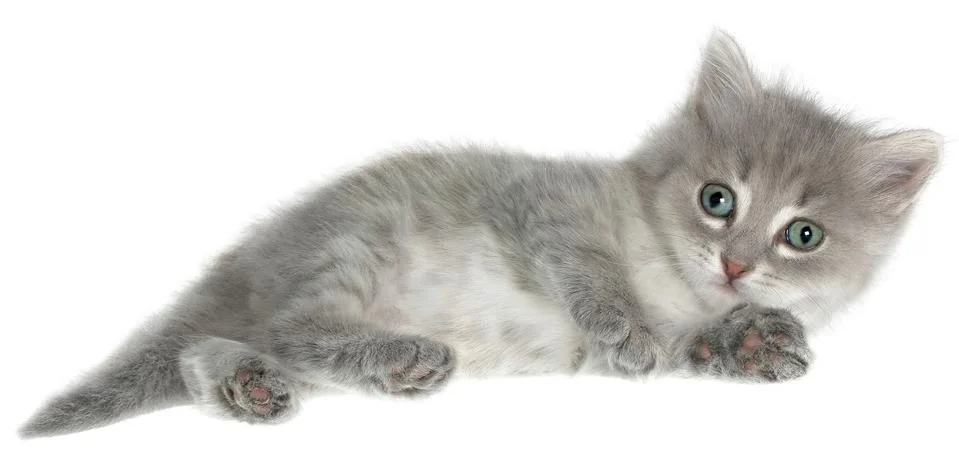 Kitten Stock Photos