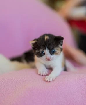 Kitten 스톡 사진