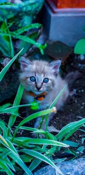 Kitten Stock Photos