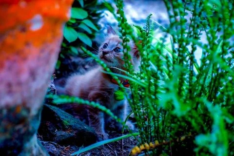 Kitten Stock Photos