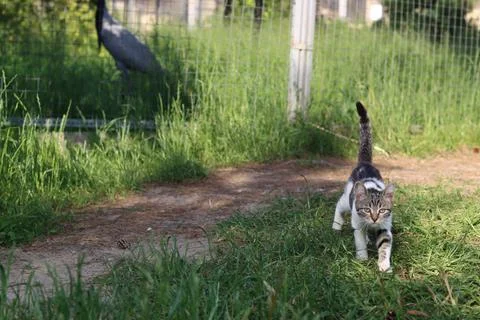 A kitten Stock Photos