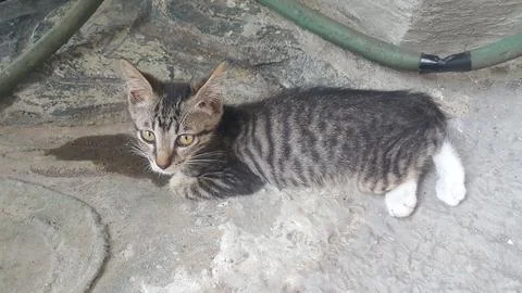 Kitten 스톡 사진