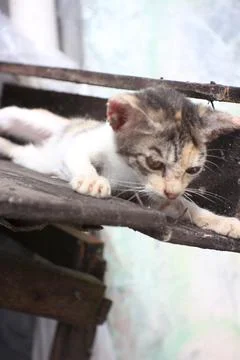 Kitten Stock Photos
