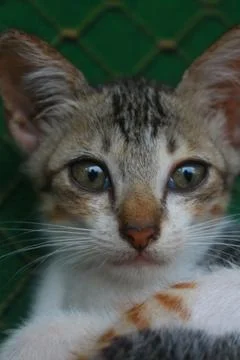 Kitten Stock Photos