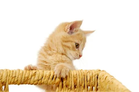 Kitten Stock Photos