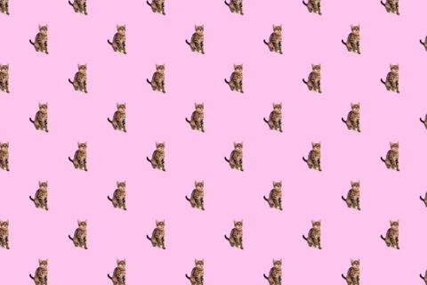 Kitten on pink background pattern Foto stock