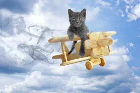 Kitten on the plane Stock Photos