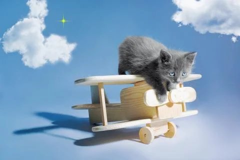 Kitten on the plane Stock Photos