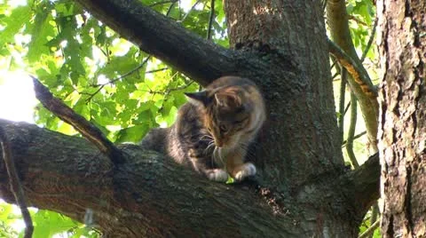 Kitten plans great tree escape; part 1 Stock Footage 8924212