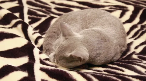 Kitten play with its tail Stock Footage 46500656