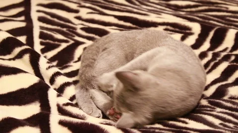 Kitten play with its tail Video stock 46703141