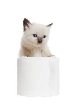 Kitten play Stock Photos