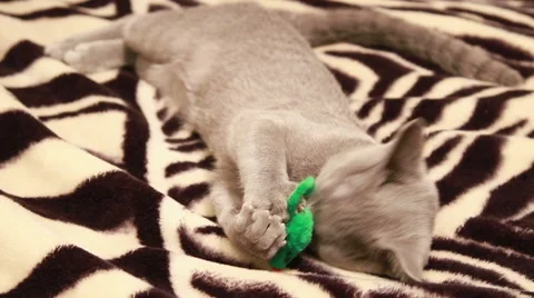 Kitten play with toy mouse Stock Footage 47014036