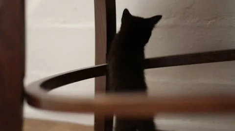 Kitten Play Under Chair Stock Footage 34348657