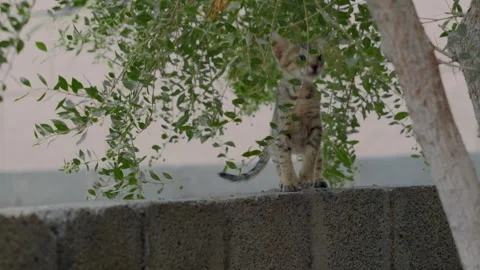 Kitten play under leaves Stock Footage 254456721