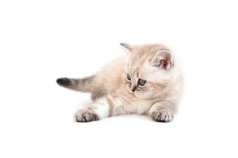 Kitten is played with an invisible object. Foto stock