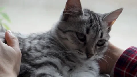 A kitten playfully bites the hand of a young woman who gently strokes the fluffy Stock Footage 297460599
