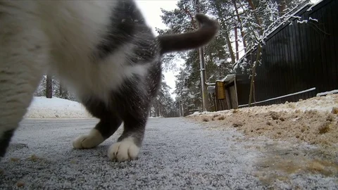 Kitten playing along the street Stock Footage 71623509