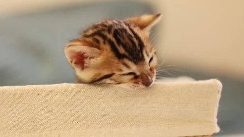 Kitten playing and biting basket. Funny and amusing Bengal cat in blurred Stock-Footage 202095837