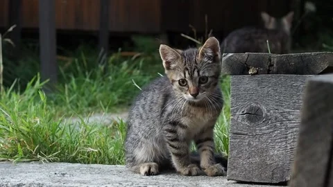 Kitten is playing and showing off himself of camera Stock Footage 282976308