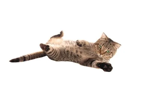 Kitten playing on back Stock Photos