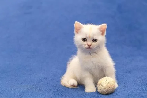 Kitten playing with a ball Stock Photos