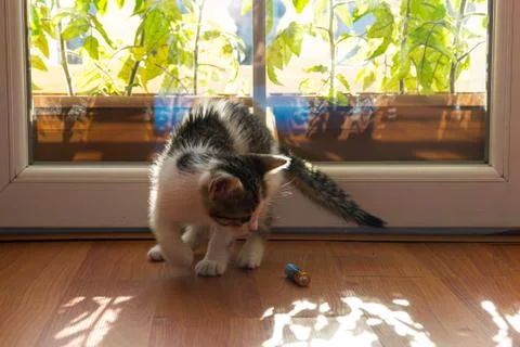 Kitten Playing With A Battery Stock Photos