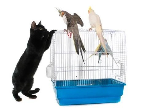 Kitten playing with bird Stock Photos