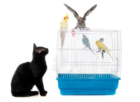 Kitten playing with bird 스톡 사진