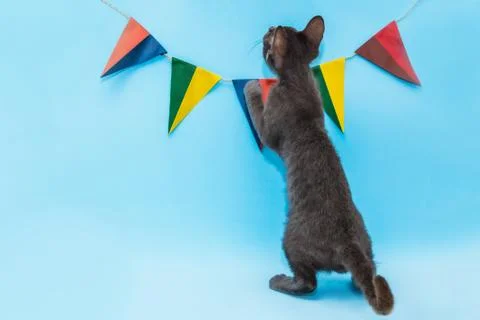 A kitten is playing on a blue background, with multicolored triangular flags  Stock Photos