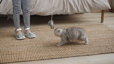 Kitten playing with a bow Video stock 103283574