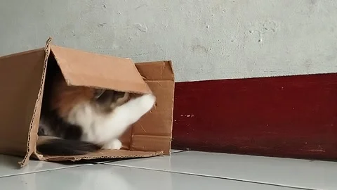 Kitten playing with box Stock Footage 233239514