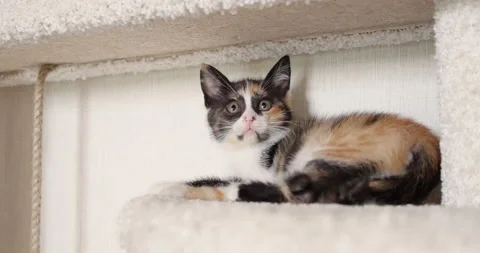 A kitten is playing in a cat house. Very adorable and cared for home pets. 4k Stock Footage 157297019
