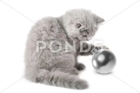 Kitten playing with christmas ball isolated Stock-Fotos