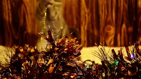 Kitten playing with Christmas decorations Stock Footage 81442158