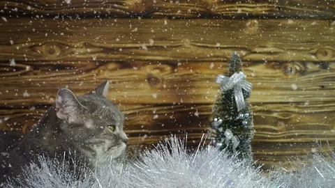 Kitten playing with Christmas decorations Stock Footage 83179048