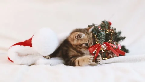Kitten playing with Christmas tree Stock Footage 155293102