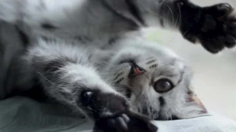 The kitten is playing. Close-up of a small cat that first looks at the camera Stock Footage 297462047