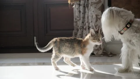 Kitten playing with dog Stock Footage 224380996